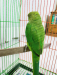 Green ringneck parrot